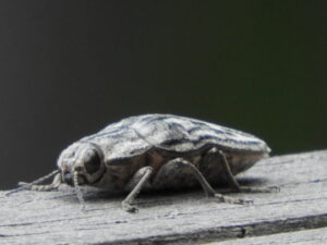 Kiefernprachtkäfer