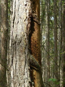Pechbaum