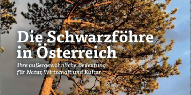 Kohlross Die Schwarzfoehre Die Schwarzföhre in Österreich